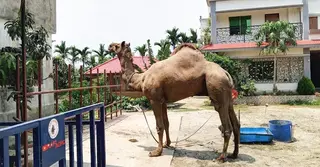 ঈদবাজারে কুমিল্লার আকর্ষণ বিশাল আকৃতির ‘সুলতান’
